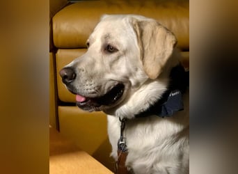 Der hübsche Marlon sucht ein neues Zuhause