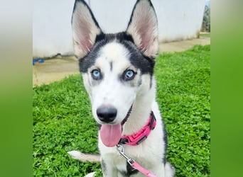 Luna - Scheidungskind - sucht aktive Menschen mit Herz und Hundeverstand