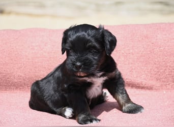bezaubernde Tibet Terrier Welpen aus liebevoller Zucht dürfen Ende Juli ausziehen..