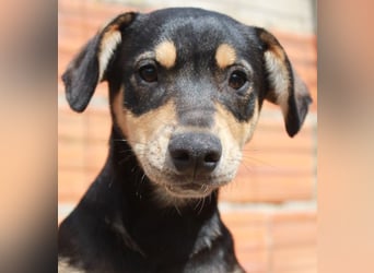 6 Hundebabys suchen ihr Glück