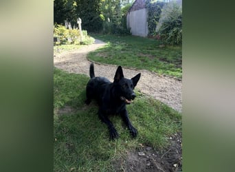 Schwarzer Schäferhund LARK sucht eine neue Familie!