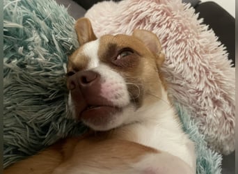 Chihuahua Havaneser Mix Welpen