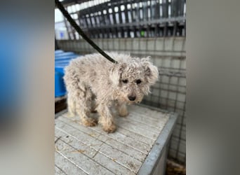 Babci PP - Ein Pumi auf der Suche nach Glück