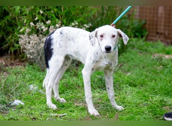 Sofia  - Mix Pointer / Dalmatiner, lieb und verträglich