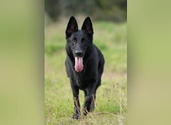 Arabella (Spanien) - schwarze Schönheit sucht aktives Zuhause