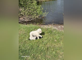 Spanische Wasserhund Welpen reinrassig