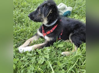 Atos ein absoluter Familienhund