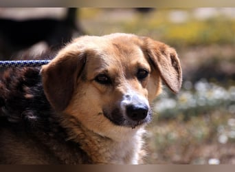 Tieta, Mix Schäferhund / Berner Senne / Collie , lieb und verträglich