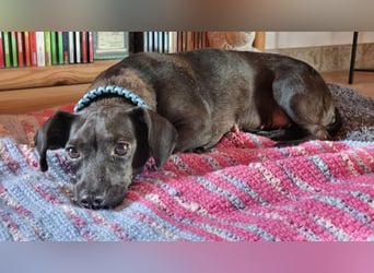 Elila, geb. ca. 04/2023, lebt auf einer Pflegestelle in 53947 Nettersheim