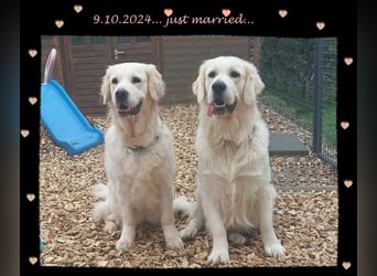 Wir erwarten im Dezember reinrassige Golden Retriever Welpen, die im Februar 25 abgabebereit sind