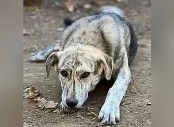 Molly - anfangs schüchterne, liebe und verschmuste Hündin/ zur Zeit noch in Rumänien