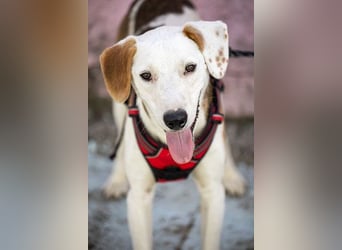 ARCHIE - Ein Hund für alle Lebenslagen!