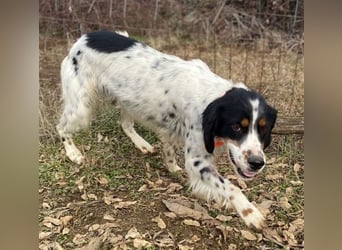 Milo - freundlicher Setter sucht sein Für-immer-Zuhause