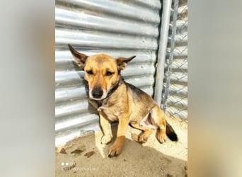 Notfall Leon-6 Jahre imTierheim