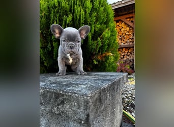 2 wunderschöne Welpen -Blue(grau) und fawn -Mädels