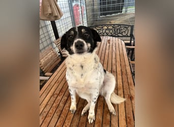 BECKY sucht ein liebevolles Zuhause
