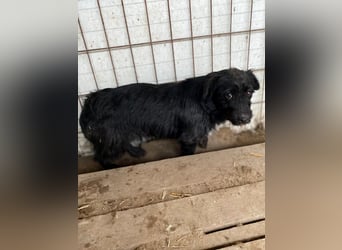 Kiki-LM, ein kleiner Schatz sucht Geborgenheit