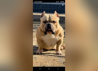 American Pocket Bully