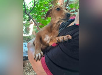 Milla, geboren 25.03.2025, 29cm sucht ihre Menschen