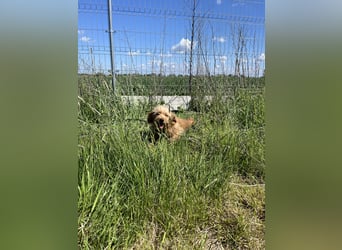 Vihar PP - Zurückhaltende Hündin sucht ihr Zuhause