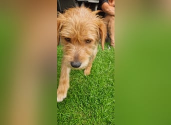 lieber Junghund Sammy sucht eine Familie