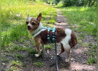 Kleine Seele Chihuahua-Hündin Muci sucht ihr Für-Immer-Zuhause