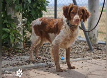 Cristobal ist sportlich und intelligent, ideal für aktive Menschen
