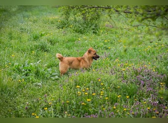 Raffi: Hundekind sucht ein Zuhause