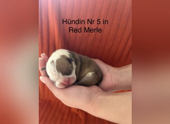 Hündin Nr 5