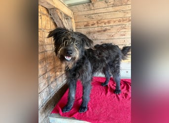 Timo, Schnauzer-Mix, Rüde, geb.am. 02.02.2024, 55 cm, 16 kg