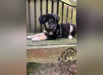 Lolly – Körbchen gesucht! (47839 Krefeld)