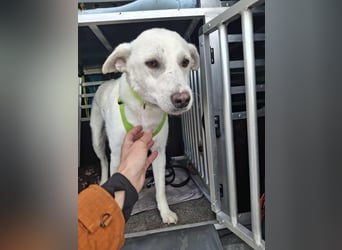 Berni - ein absoluter Traumhund