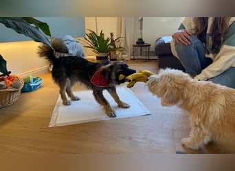 Luma sucht ein Zuhause