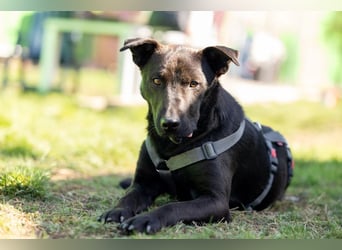 Jack freundlicher schlauer Black Beauty