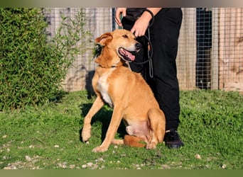 Mr John, Mix Labrador / Rafeiro Alentejano, lieb und verträglich