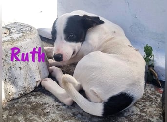 Ruth 10/2024 (ESP Pflegestelle) - sonnige und sanfte, kleine Bodeguero-Mix Welpin!