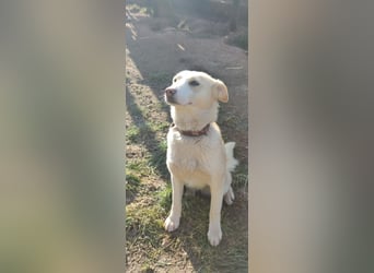 Hilde - wartet in der Eifel