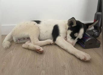 ❤️ KIKA ❤️