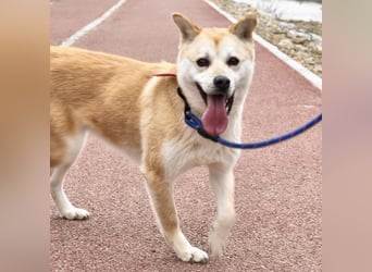 Mochi eine verschmuste, verspielte Hundedame, gerne als Zweithund, sucht ihre Menschen