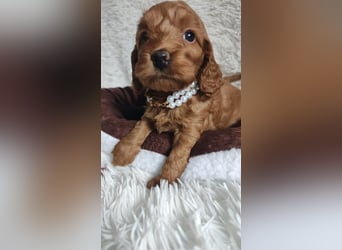 Wunderschöne Cockapoo-Welpen