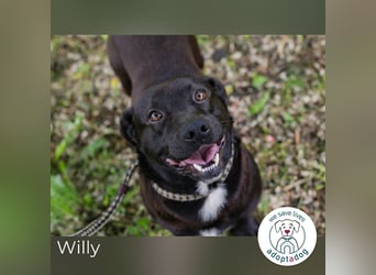 Willy: Sucht ein Zuhause