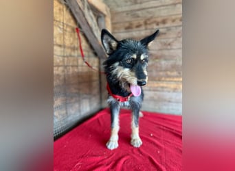 Ledi, Schnauzer-Mix, Hündin, geb. 02.04.2023, ca. 42 cm