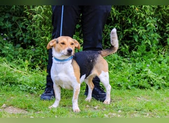 Yuna, Mix Beagle / Jack Russel Terrier, lieb und verträglich