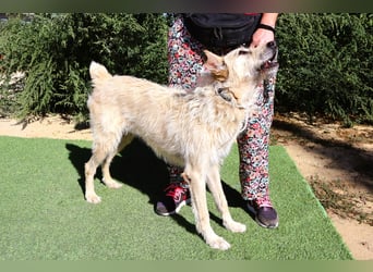 Dobby, Podengo-Mix - freundlich und sozial