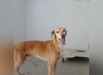 LOGAN-liebevoler,  freundlicher, menschenbezogener, traumhafter Familienhund sucht schönes  Zuhause