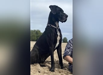 Deutsche Doggen Welpen o.Pap, alte Ahnen ab Sept im Norden