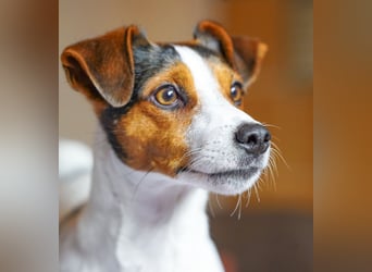 Dansk Svensk Gardhund,  Farmdog, Danky