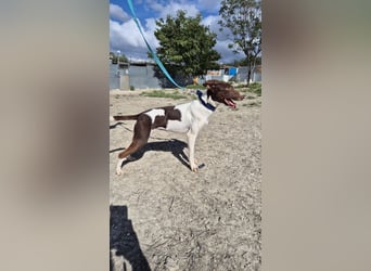 Cookie, Katzenverträglichkeit und lieb