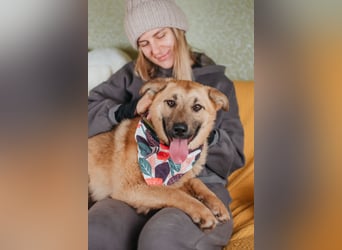 Hundemädchen Mila sucht Familie