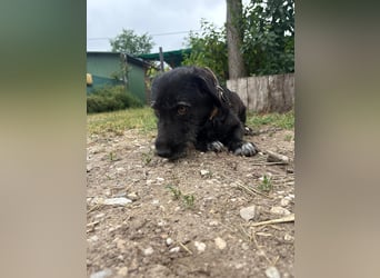 Süße Picurka sucht liebevolles Körbchen!